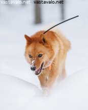 suomenpystykorva