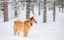suomenpystykorva