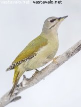 harmaapaatikka