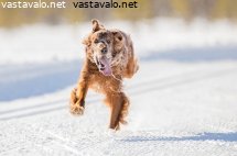 irlanninsetteri