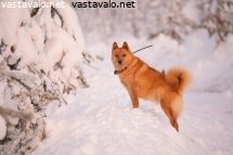 suomenpystykorva
