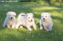 valkoinen-ruotsinhirvikoira