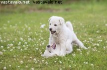 valkoinen-ruotsinhirvikoira