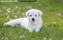 valkoinen-ruotsinhirvikoira