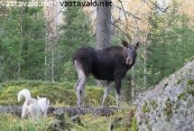 hirvi-haukku