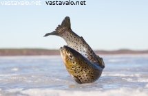 verkkokalastus-talvella