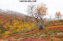 pallasyllastunturin-kansallispuisto
