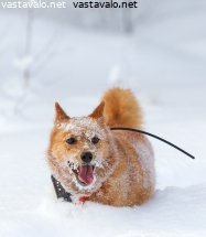 suomenpystykorva