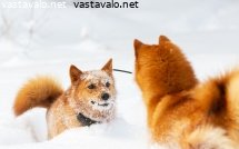 suomenpystykorva