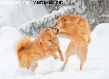 suomenpystykorvat-leikkii