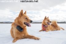 suomenpystykorva