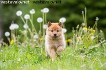 suomenpystykorva