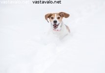 beagle