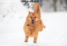 suomenpystykorva