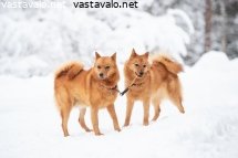 suomenpystykorva