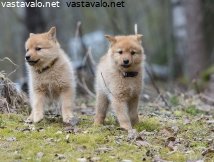 suomenpystykorva