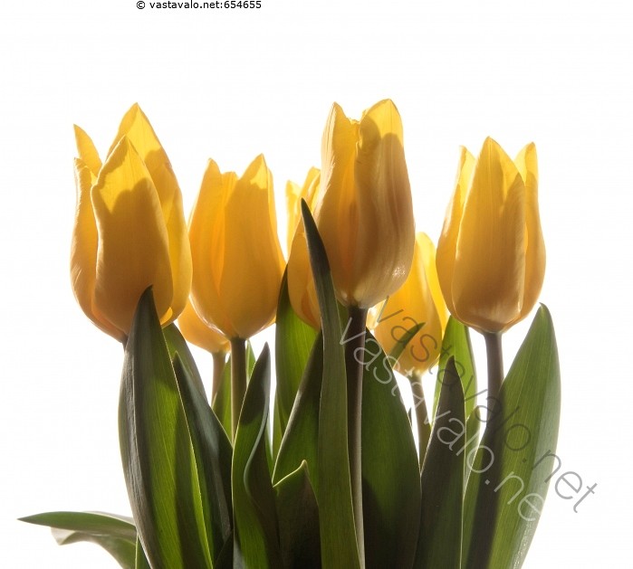 Kuva Keltaiset Tulppaanit Kukka Kukat Tulppaani Keltainen - 