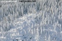 runsaslumista-metsaa-kolilla