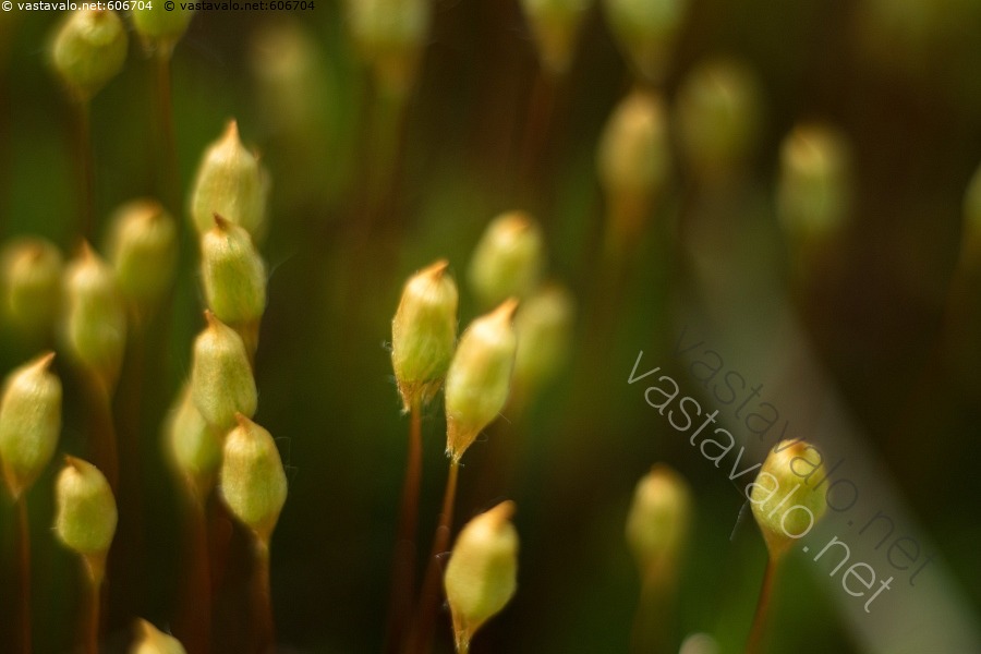 kuva-karhunsammal-karhunsammal-polytrichum-luonto-kes-sammal