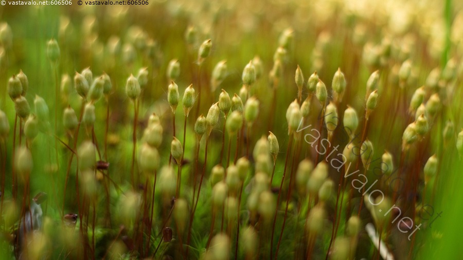 kuva-karhunsammal-karhunsammal-polytrichum-luonto-kes-sammal