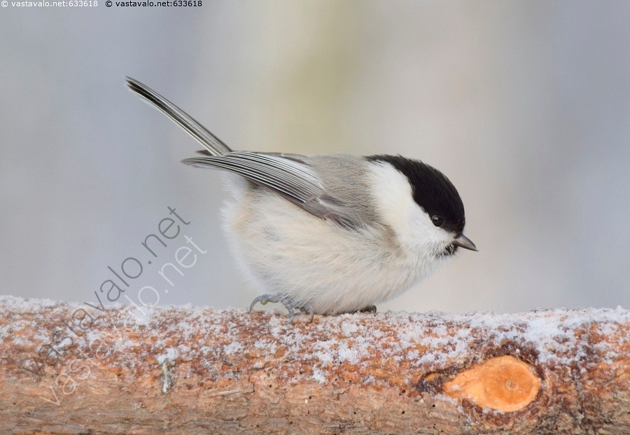 Kuva H m tiainen Parus Montanus Linnut Tiaiset Talvi Oksa Kolopesij kuva-h-m-tiainen-parus-montanus-linnut-tiaiset-talvi-oksa-kolopesij