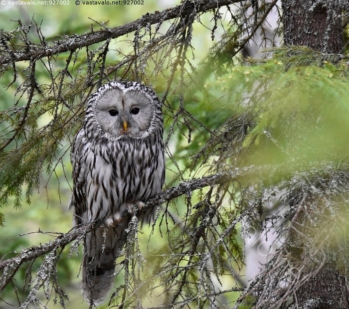 kuva-viirup-ll-strix-uralensis-viirup-ll-t-p-ll-t-p-ll-linnut