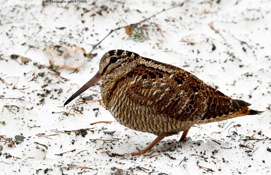kuva-lehtokurppa-scolopax-rusticola-kahlaaja-silm-nokka-muuttolintu