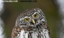 varpuspollo