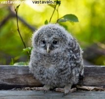 viirupollo