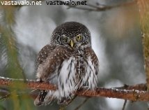 varpuspollo
