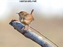 peukaloinen