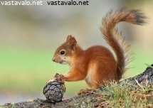 orava