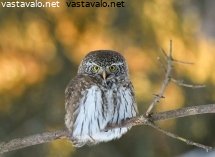 varpuspollo