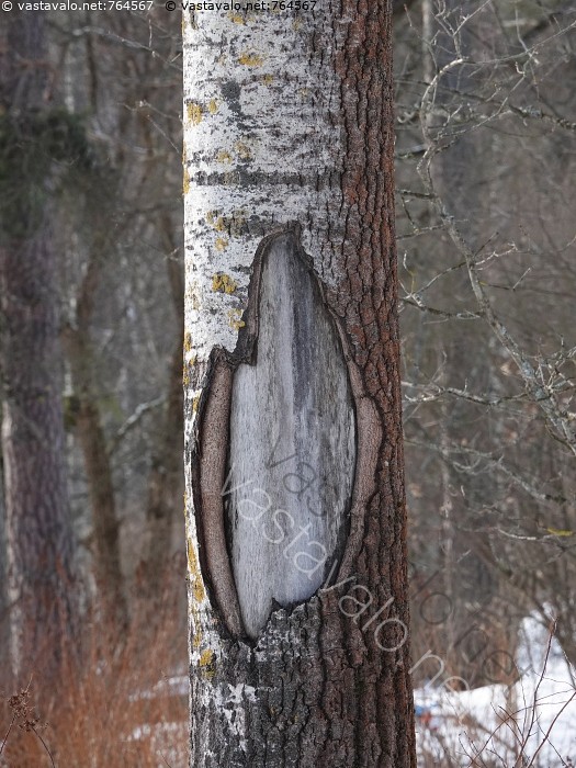 Dating elävät puut