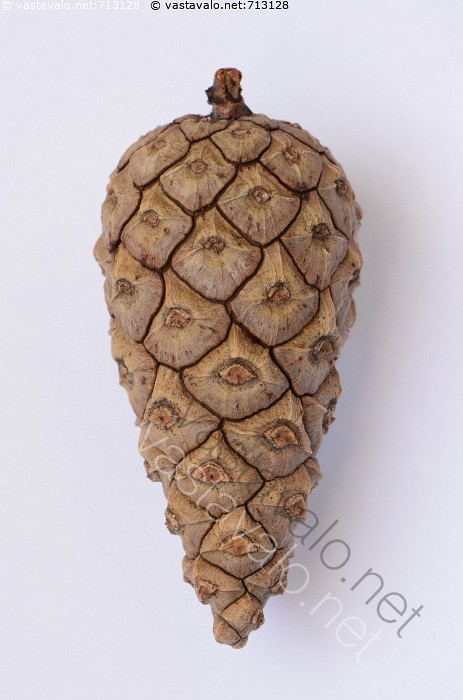 musta Dick porno elokuvaa