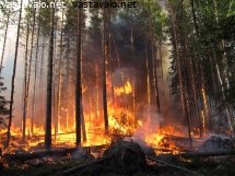 nuuksio-palaa
