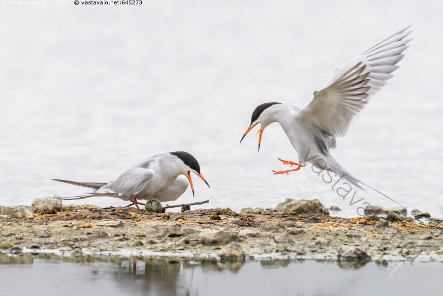 Kuva Pes puuhissa Kalatiira Sterna Hirundo Hautoa Pesi Pes kuva-pes-puuhissa-kalatiira-sterna-hirundo-hautoa-pesi-pes