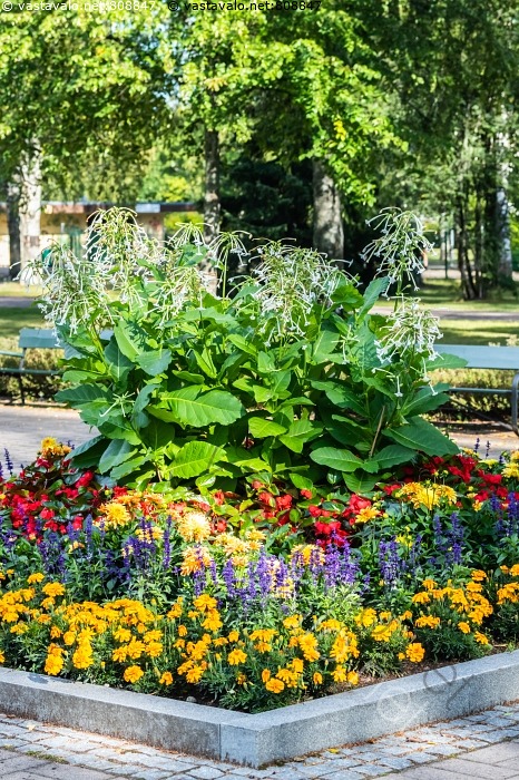 Kuva Kukkapenkki Kukkapenkki Kukka Kukat Daalia Dahlia Samettikukka Salvia Begonia Kuvapankki Kuvatoimisto Vastavalo Net