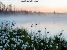 suovillaa-kesayossa