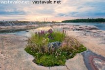 kukkaasetelma-kalliosaarella