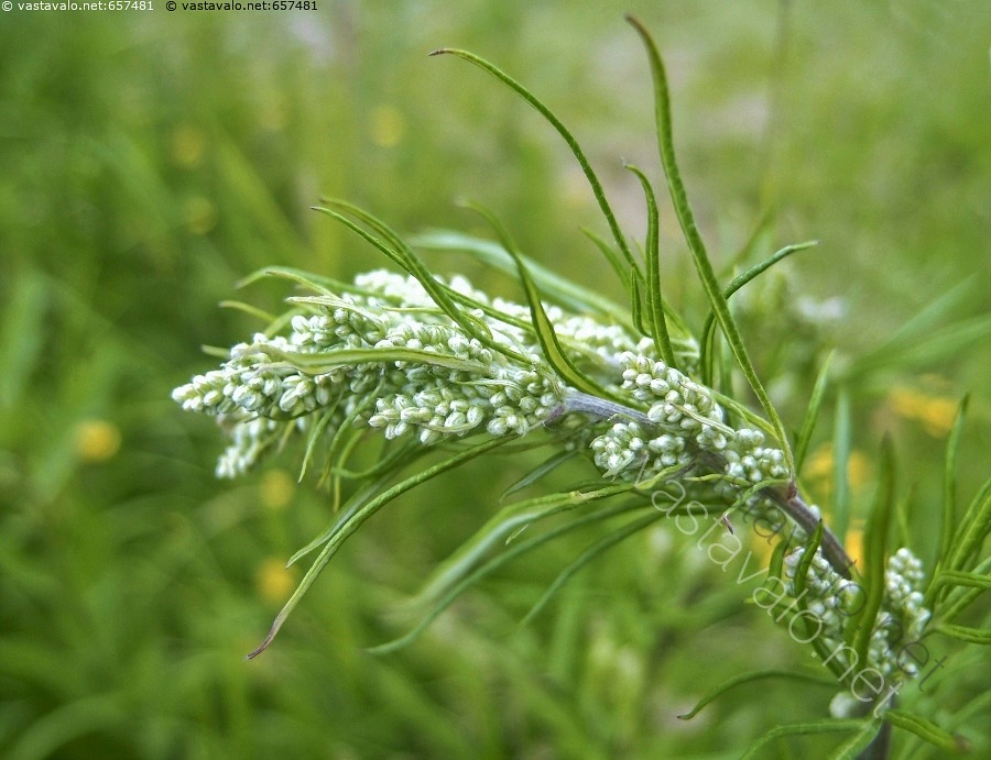 kuva-pujo-artemisia-vulgaris-kasvi-kasvit-asterikasvit-marunat