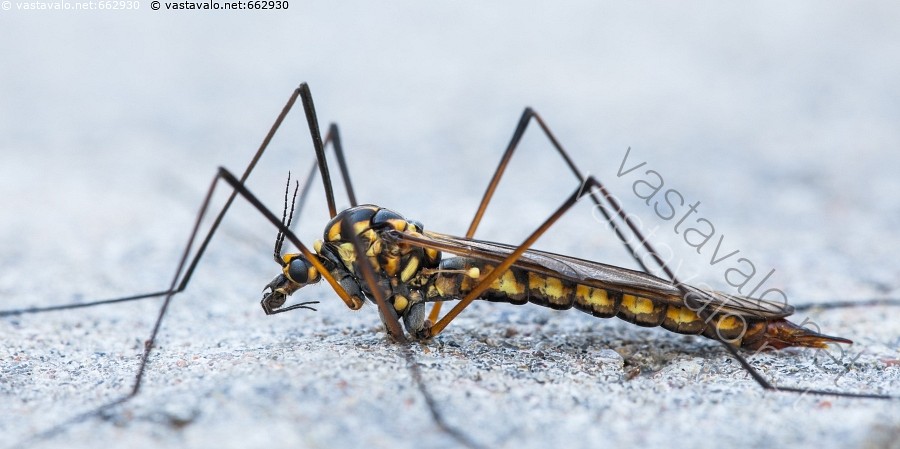 Kuvahaun tulos haulle sääsket