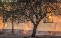 auringon-kultaa