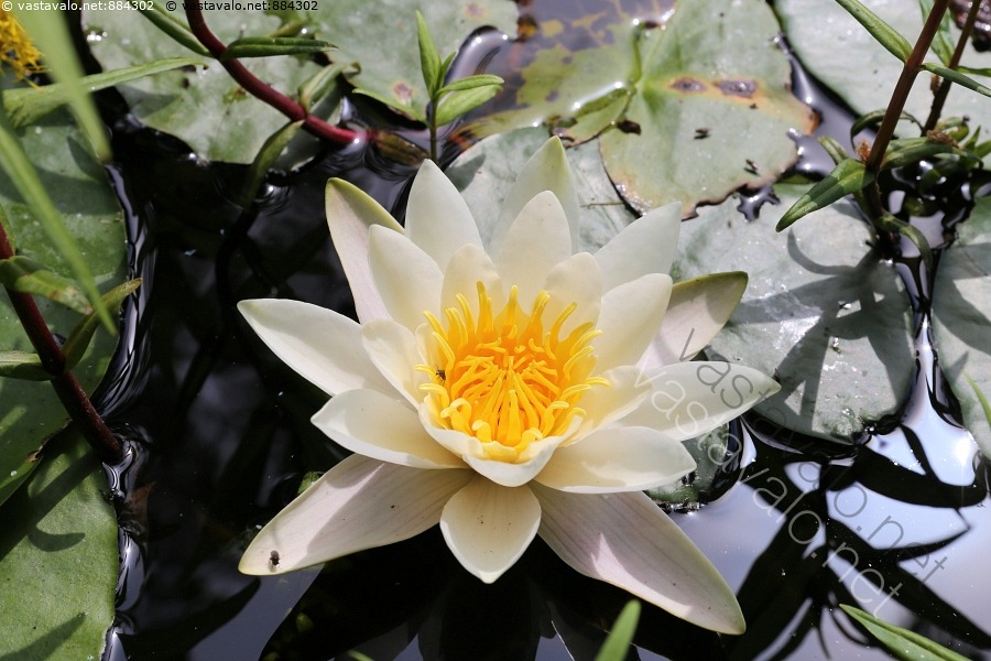 Kuva Lumpeen Kukka Lumme Kukka Nymphaea Tetragona Vesikasvi Vesi kuva-lumpeen-kukka-lumme-kukka-nymphaea-tetragona-vesikasvi-vesi