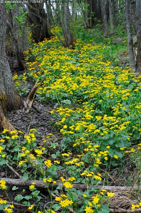 Kuva Rentukka Kukkii Rentukka Rentukat Caltha Palustris Kukka Kukat kuva-rentukka-kukkii-rentukka-rentukat-caltha-palustris-kukka-kukat