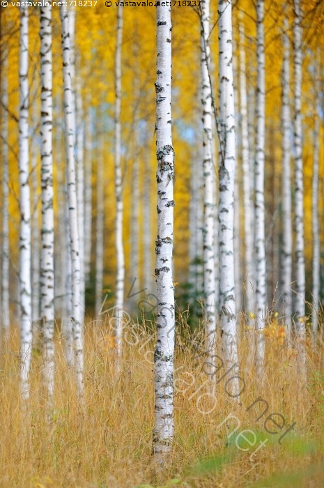 kuva-syksyinen-koivikko-koivu-koivut-rauduskoivu-rauduskoivut-betula
