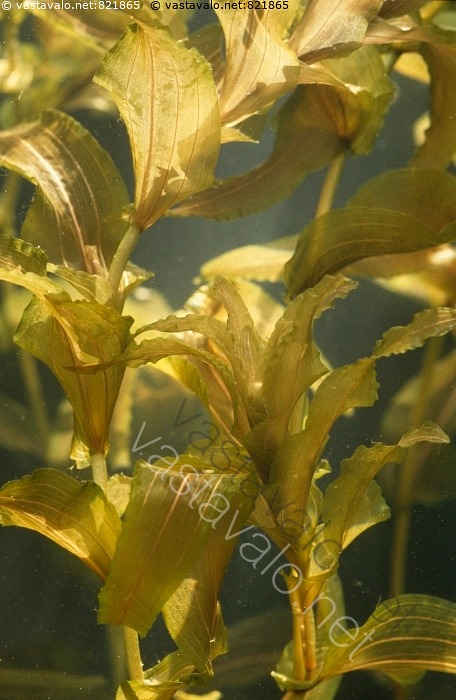 kuva-ahvenvita-ahvenvita-potamogeton-perfoliatus-vita-vidat