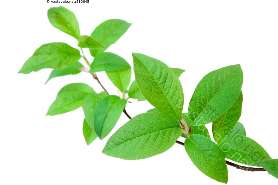 kuva-tuomenoksa-tuomi-prunus-padus-vihre-lehti-vihre-t-lehdet-oksa