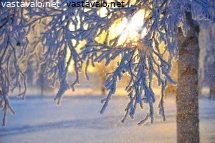lumiset-ja-kuuraiset-koivunoksat