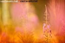 maitohorsmat-ja-kimalaiset